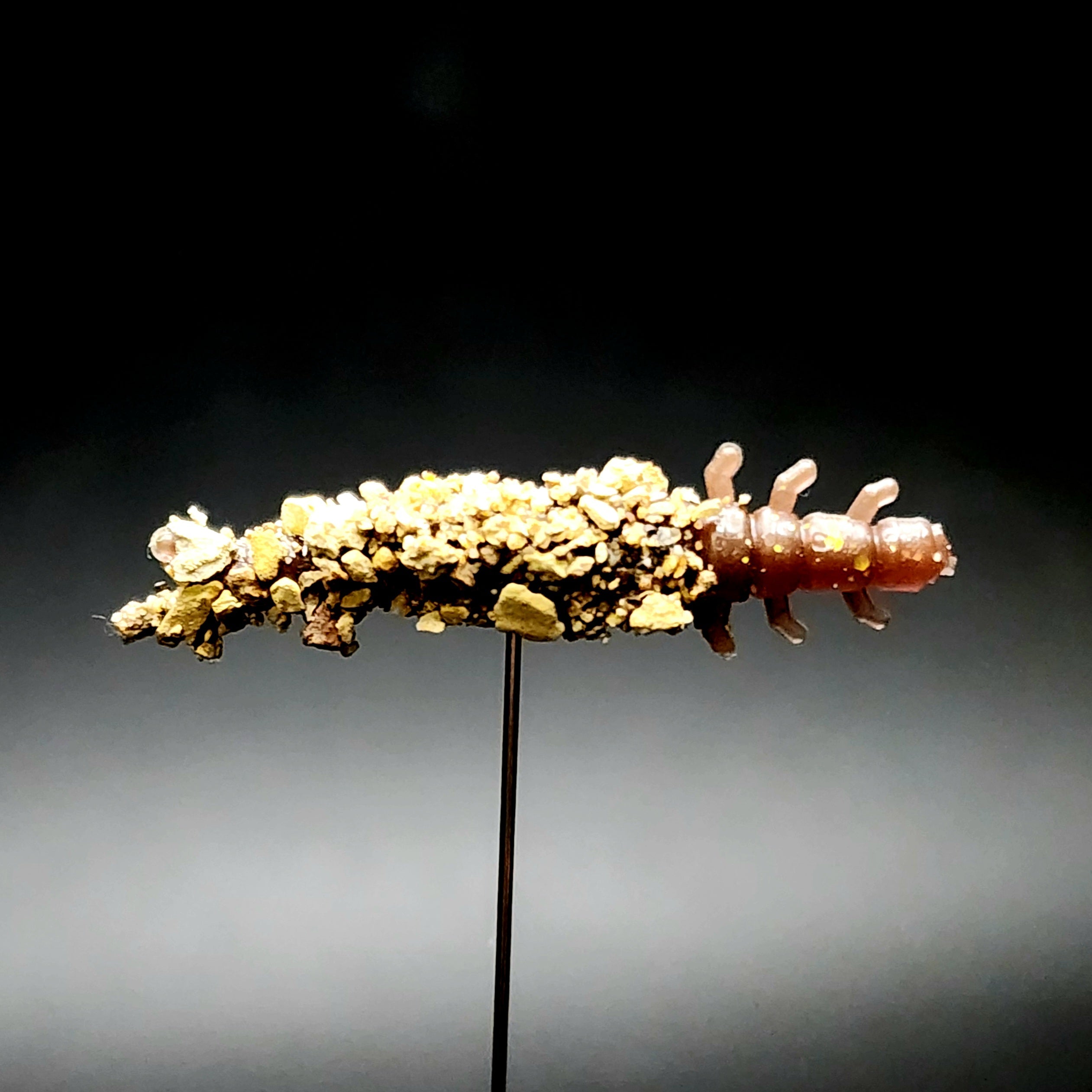 Jar of 1.3" Caddis Fly Larvae "Stream Weaver"